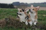 CORGI PEMBROKE 1389